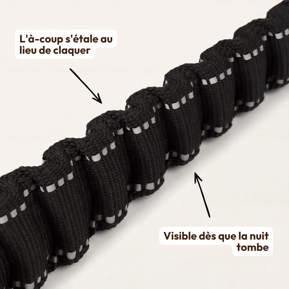 Laisse bungee amortissante