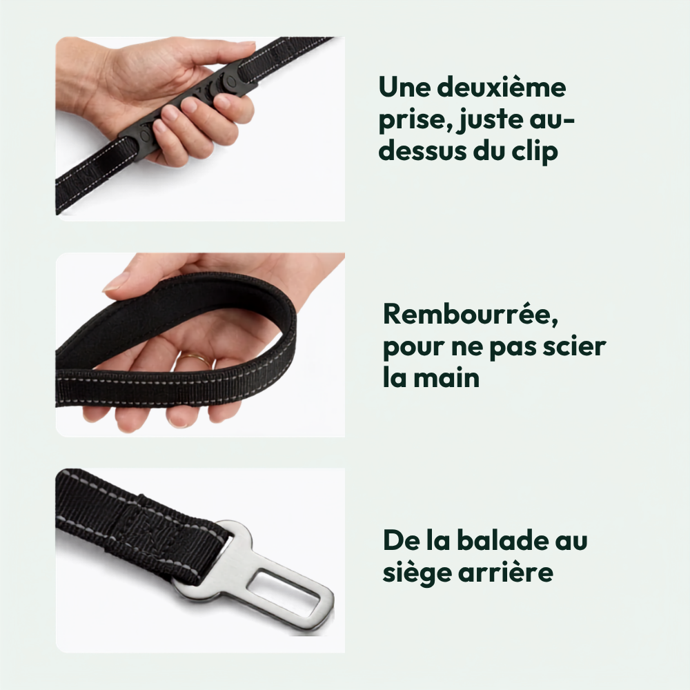 Laisse bungee amortissante